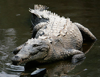 Imagen de la especie invasora