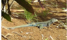 Imagen de la especie invasora