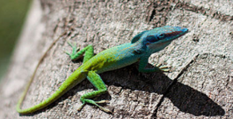 Imagen de la especie invasora