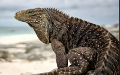 Imagen de la especie invasora