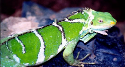 Imagen de la especie invasora