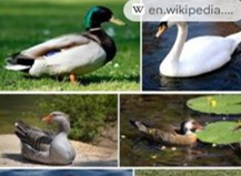 Imagen de la especie invasora