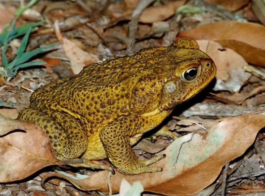 Imagen de la especie invasora