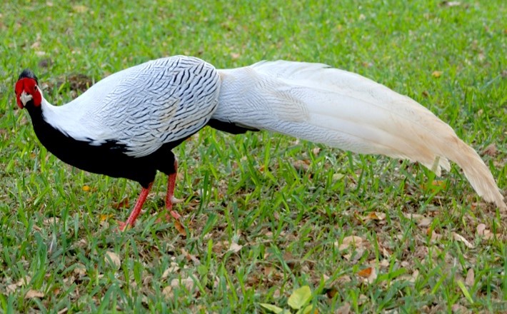 Imagen de la especie invasora
