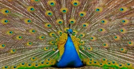 Imagen de la especie invasora