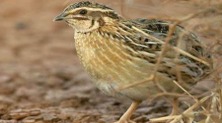 Imagen de la especie invasora