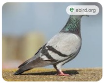Imagen de la especie invasora