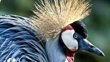 Imagen de la especie invasora