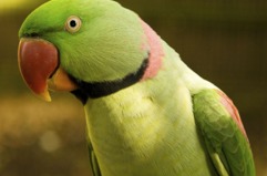 Imagen de la especie invasora