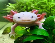 Imagen de la especie invasora