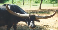 Imagen de la especie invasora