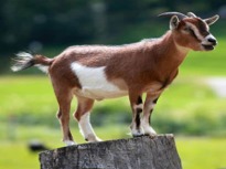 Imagen de la especie invasora