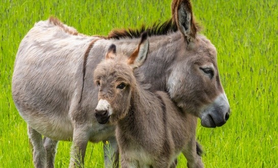 Imagen de la especie invasora
