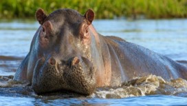 Imagen de la especie invasora