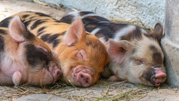 Imagen de la especie invasora