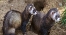 Imagen de la especie invasora