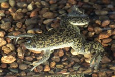 Imagen de la especie invasora