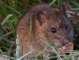 Imagen de la especie invasora