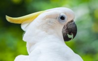 Imagen de la especie invasora