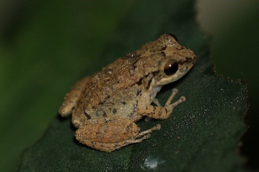 Imagen de la especie invasora