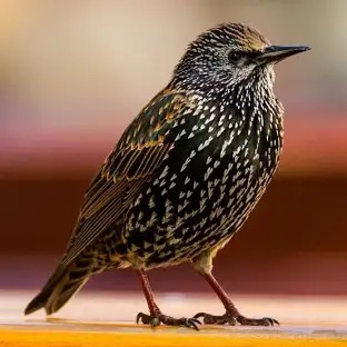 Imagen de la especie invasora