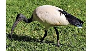 Imagen de la especie invasora