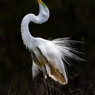 Imagen de la especie invasora