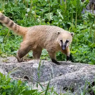 Imagen de la especie invasora