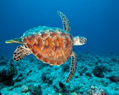 Imagen de la especie invasora