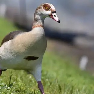 Imagen de la especie invasora