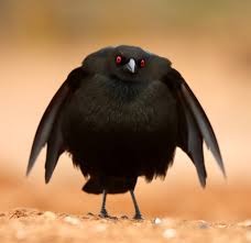 Imagen de la especie invasora