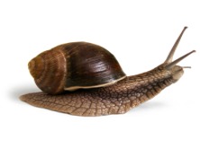 Imagen de la especie invasora
