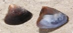 Imagen de la especie invasora