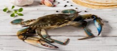 Imagen de la especie invasora