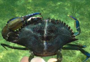 Imagen de la especie invasora