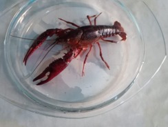 Imagen de la especie invasora