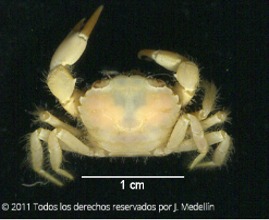 Imagen de la especie invasora