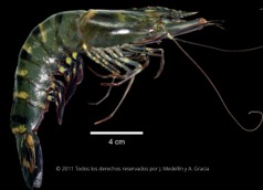 Imagen de la especie invasora