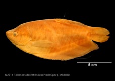 Imagen de la especie invasora