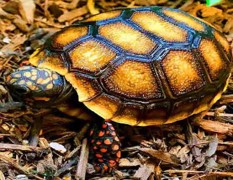 Imagen de la especie invasora