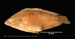 Imagen de la especie invasora