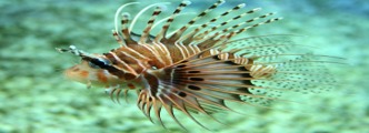 Imagen de la especie invasora