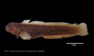 Imagen de la especie invasora