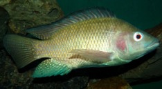 Imagen de la especie invasora