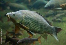Imagen de la especie invasora