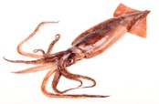 Imagen de la especie invasora